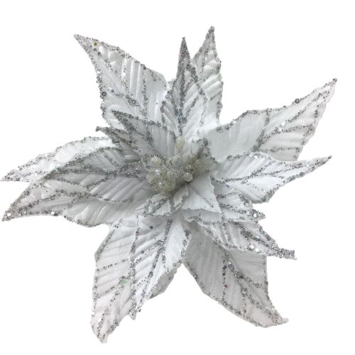 WHITE SILVER EDGE POINSETTIA