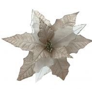 CHAMPAGNE POINSETTIA