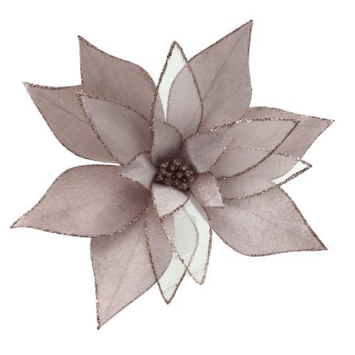PALE PINK POINSETTIA