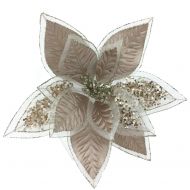 CHAMP POINSETTIA