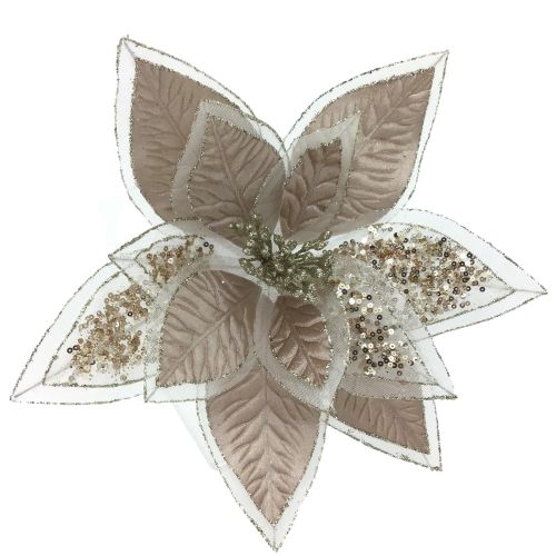 CHAMP POINSETTIA