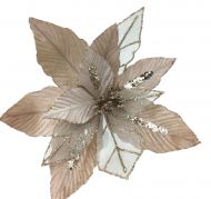 CHAMP POINSETTIA