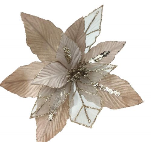 CHAMP POINSETTIA