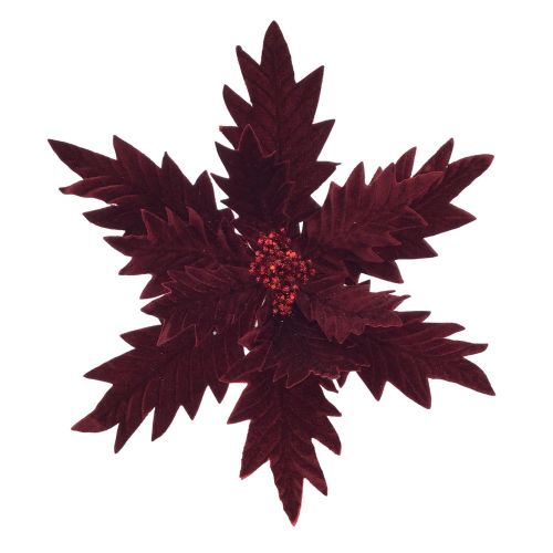 BURGUNDY POINSETTIA