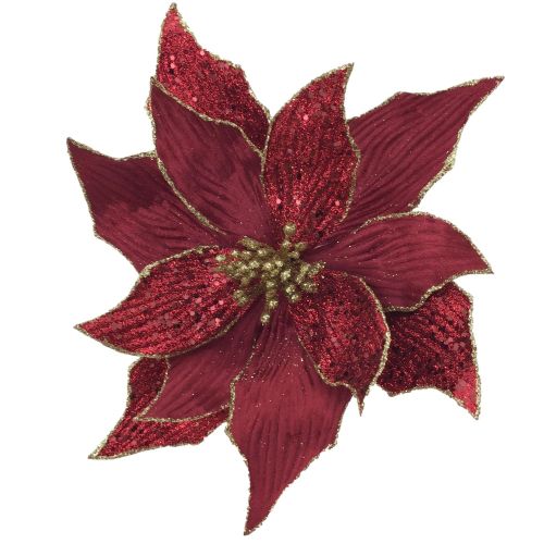 BURGUNDY POINSETTIA