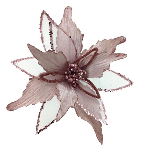 PALE PINK POINSETTIA