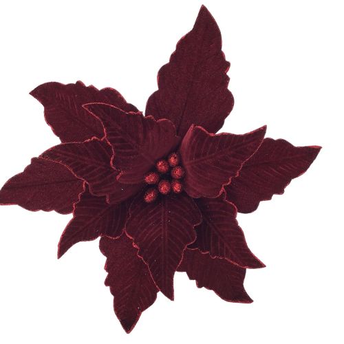 BURGUNDY POINSETTIA