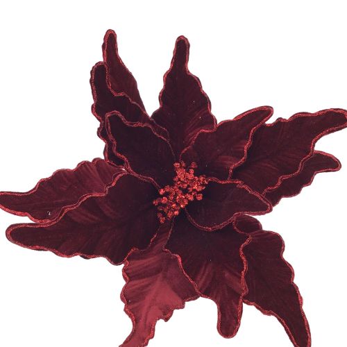 BURGUNDY POINSETTIA